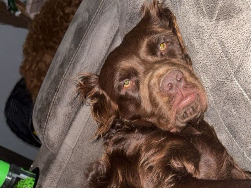 Boykin Spaniel 1 year 4 months old male medium named Tucker for breeding in Mount Airy, North Carolina | Petmeetly