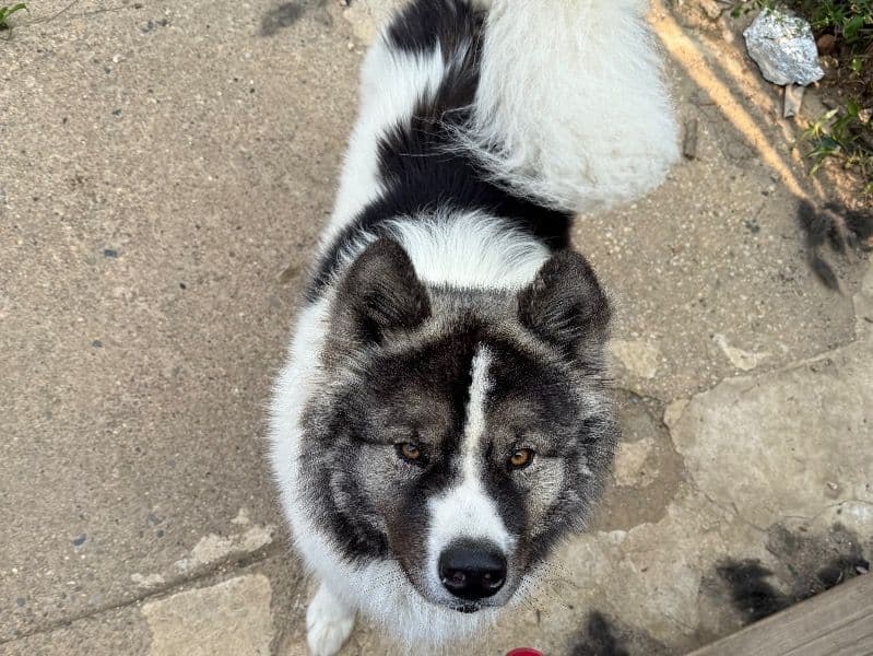 Japanese Akita  3 years 5 months old male large named Kobe for breeding in Philadelphia County, Pennsylvania | Petmeetly