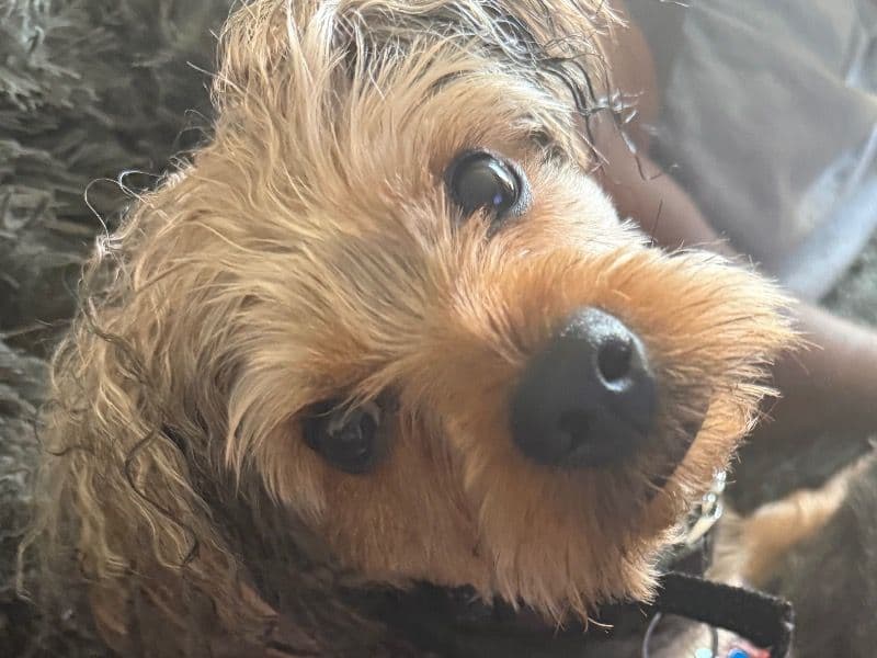 Yorkshire Terrier 2 years 5 months old male small named Mr. Brown for breeding in DeKalb County, Georgia | Petmeetly