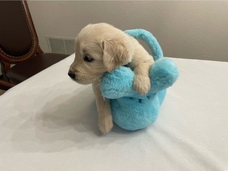 English Golden Retriever 1 month old female small named Mckinney for sale in Monroe County, New York | Petmeetly