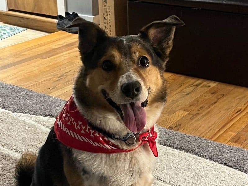 Bogey primary photo