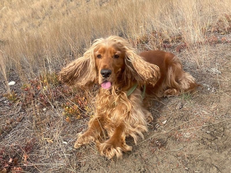 Cocker Spaniel 5 years 8 months old male medium named Ricky for breeding in Edmonton, Alberta | Petmeetly