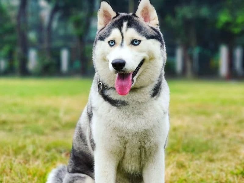 Husky 3 years 3 months old female large named Athenna for breeding in Presidency Division, West Bengal | Petmeetly