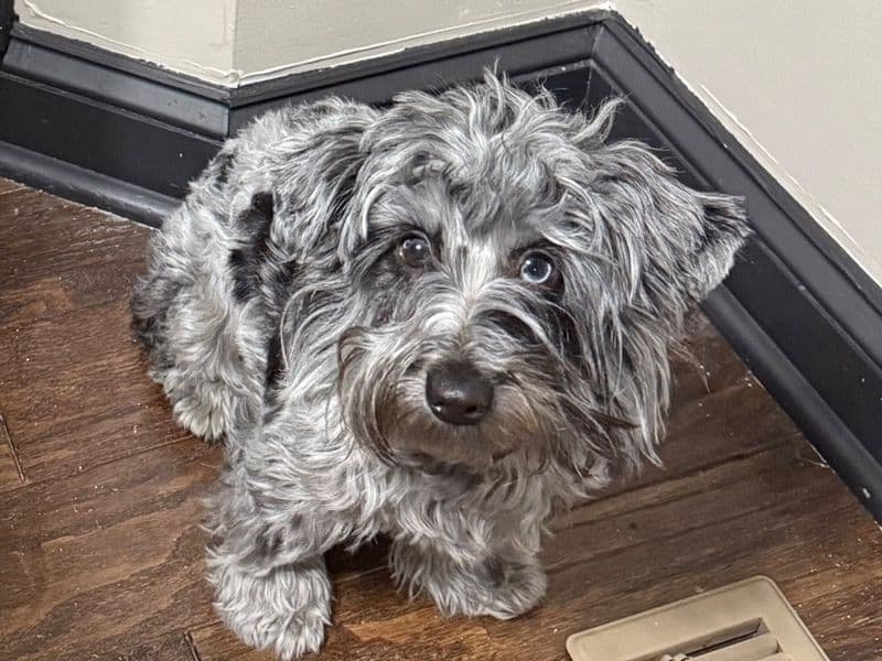 Yorkshire Terrier 1 year 5 months old female medium named Sky for breeding in Youngsville, North Carolina | Petmeetly