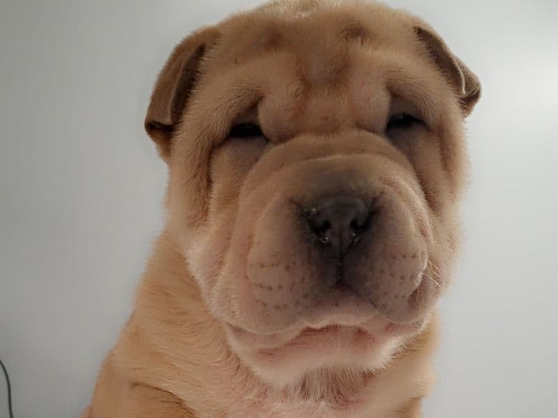 Lentil primary photo