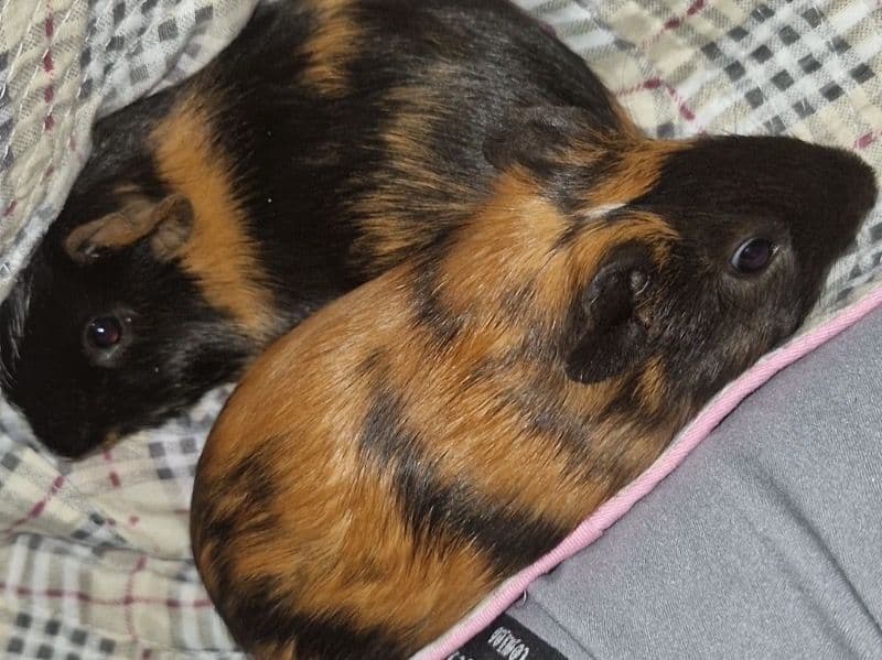 Guinea Pig 5 months old female named Winnie And Tigger for sale in Bristol City, England | Petmeetly