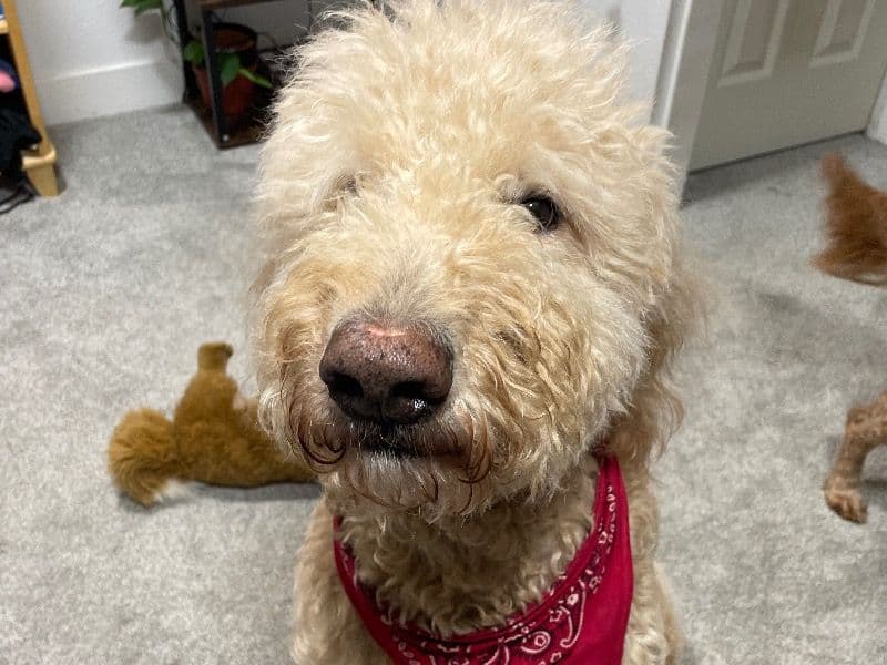 Goldendoodle 8 years 8 months old male extra large named Curly for breeding in Boulder County, Colorado | Petmeetly
