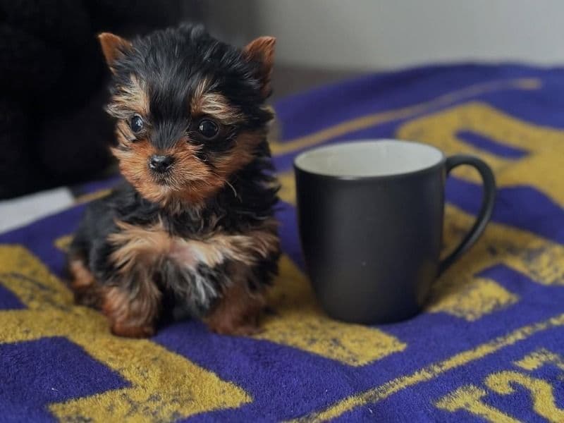 Teacup Yorkshire Terrier 3 months old female small named Abby for adoption in Mohave County, Arizona | Petmeetly