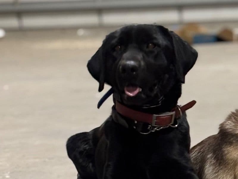 Labrador Retriever 1 year 4 months old male large named Drake for breeding in Graves County, Kentucky | Petmeetly