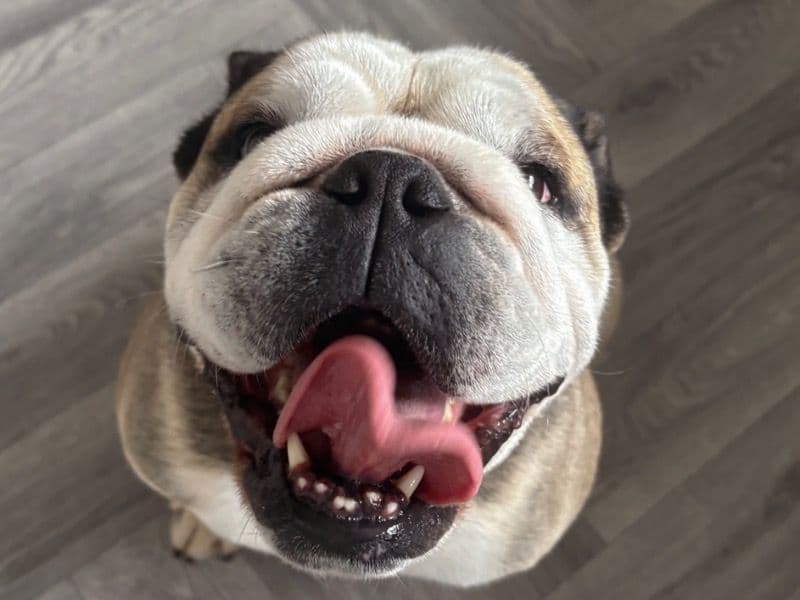 Bulldog 5 years 2 months old male medium named Frankie for breeding in Leicestershire, England | Petmeetly