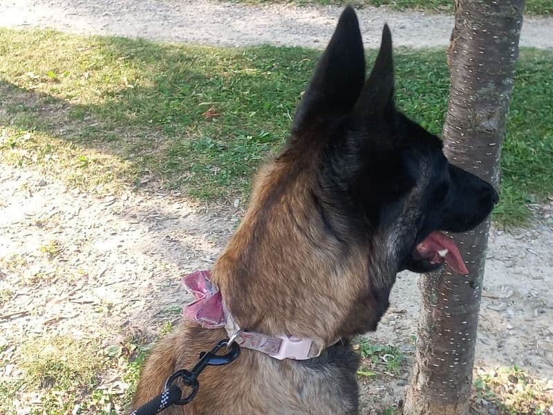 Xena primary photo