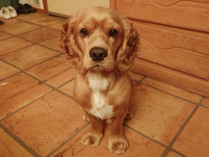 Wally primary photo