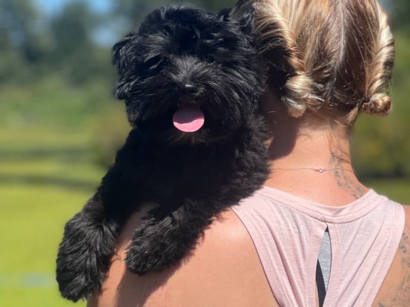 Yorkipoo 3 years 11 months old female small named Flossy for breeding in Fraser Valley, British Columbia | Petmeetly