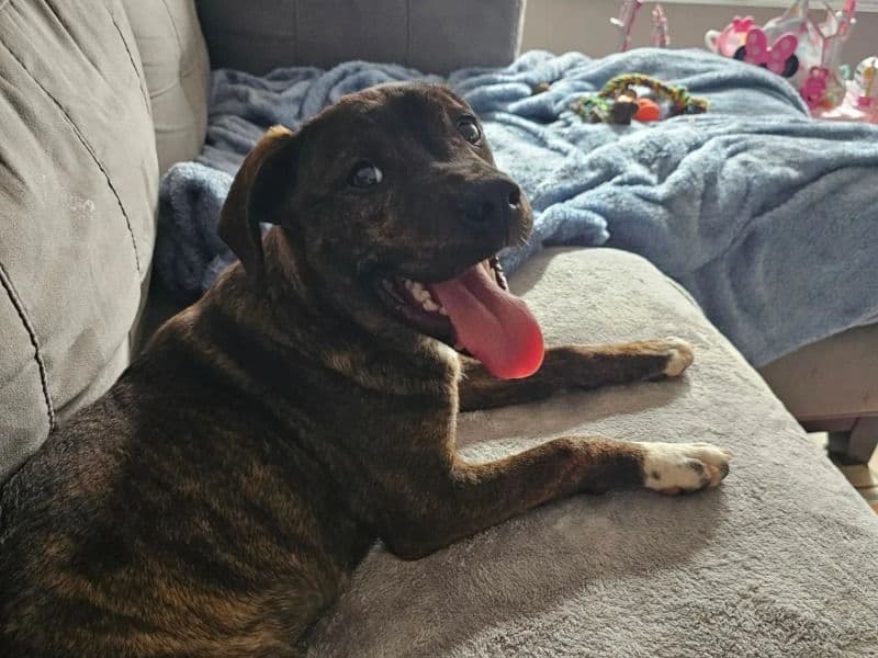 Tennessee Treeing Brindle 2 years 3 months old female medium named Bonnie for sale in Orleans Parish, Louisiana | Petmeetly