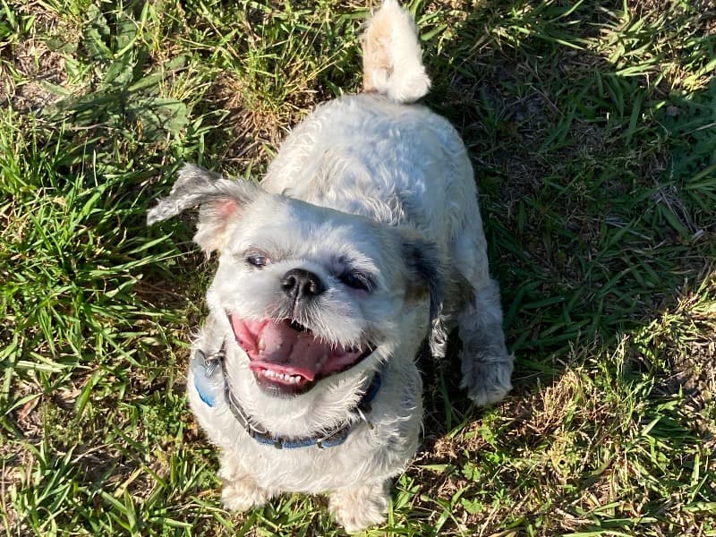 Shih Tzu 7 years 3 months old male medium named Charlie for breeding in Snohomish County, Washington | Petmeetly