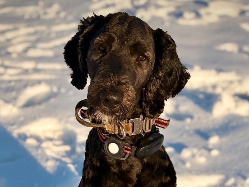 Murphy primary photo
