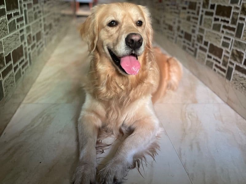 Coco primary photo