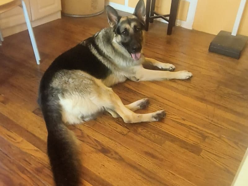 German Shepherd 1 year 11 months old male extra large named Bruno for breeding in Los Angeles County, California | Petmeetly