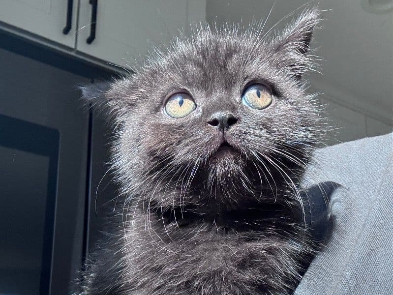 Scottish Straight 2 months old male named Jinx for sale in San Bernardino County, California | Petmeetly