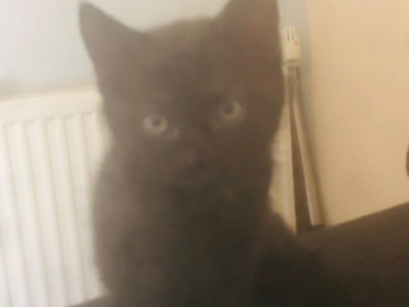 Domestic Medium Hair 6 months old male named Clio for sale in West Midlands, England | Petmeetly