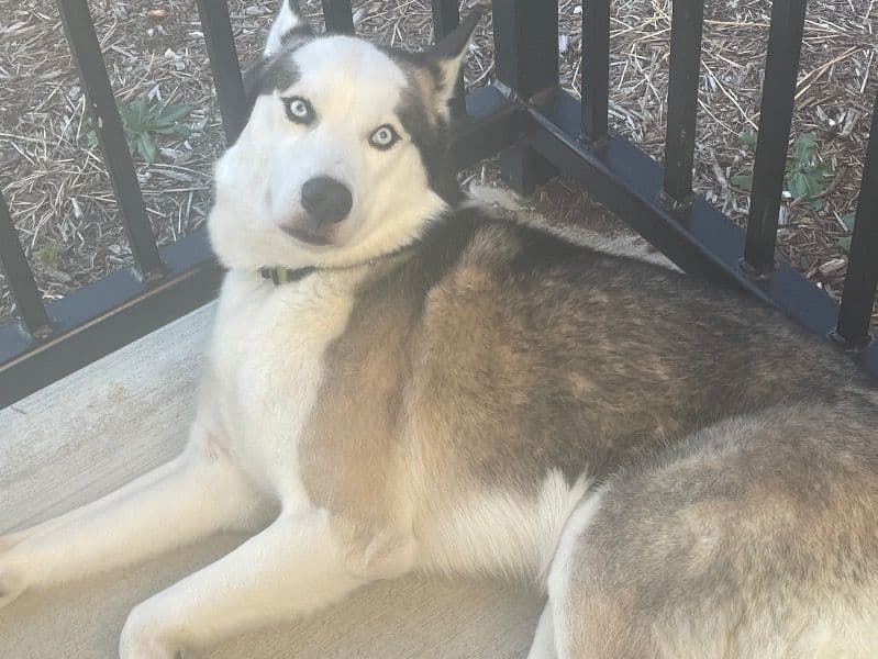 Siberian Husky 4 years 4 months old male large named Titan for breeding in Jefferson County, Kentucky | Petmeetly