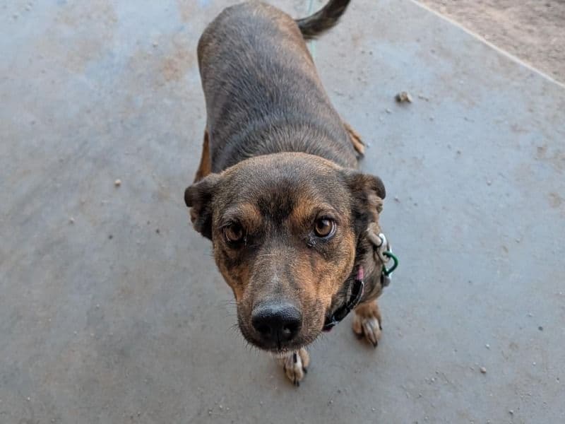 Australian Cattle Dog 2 years old female medium named Malana for adoption in Maricopa County, Arizona | Petmeetly