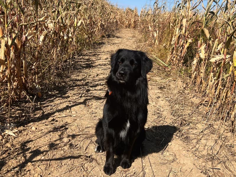 Odie primary photo