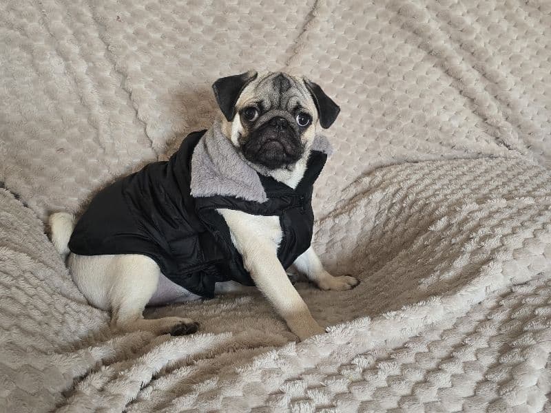 Pug 6 months old female medium named Rambo for breeding in Bangalore Division, Karnataka | Petmeetly