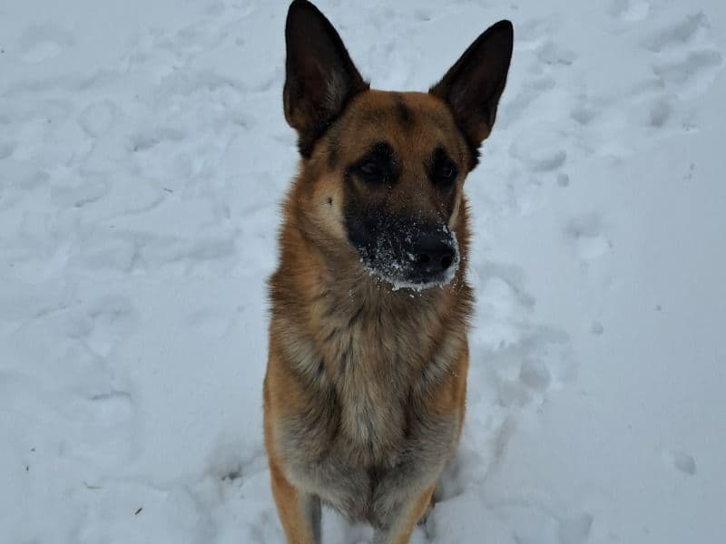 German Shepherd 3 years 9 months old male large named Max for sale in McCracken County, Kentucky | Petmeetly