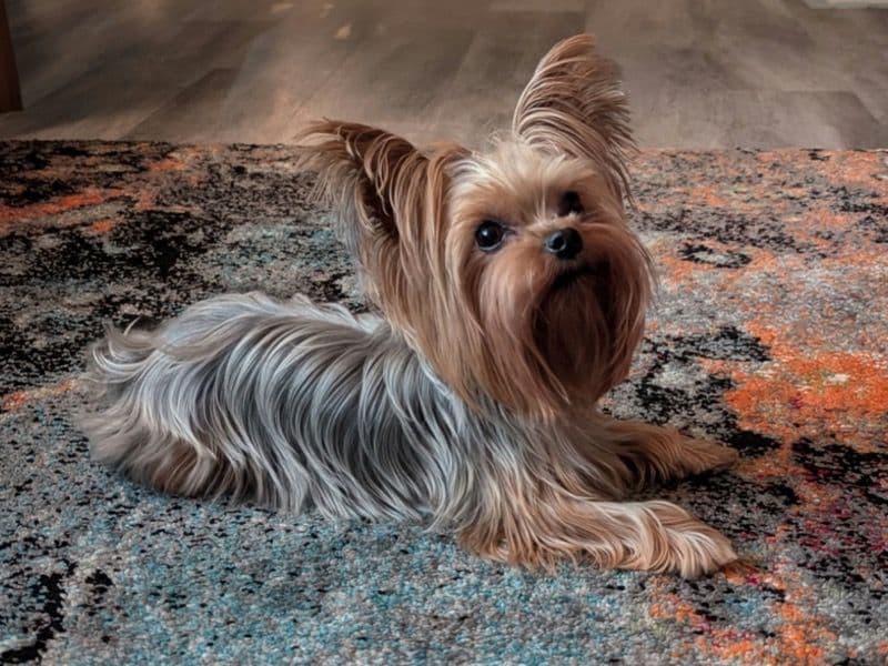 Teacup Yorkshire Terrier 3 years 1 month old female small named Mila for breeding in Fulton County, Georgia | Petmeetly