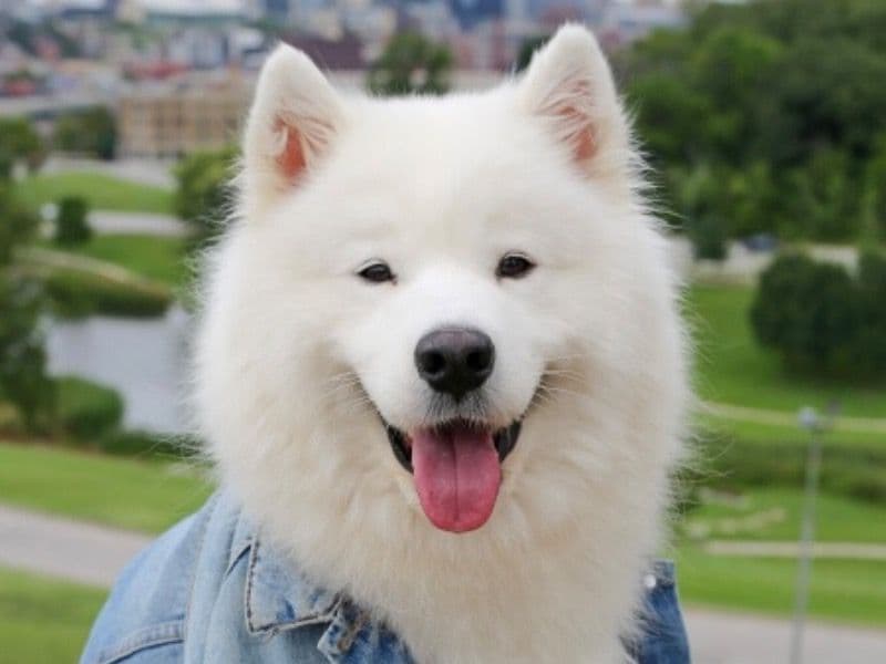 Floofer primary photo