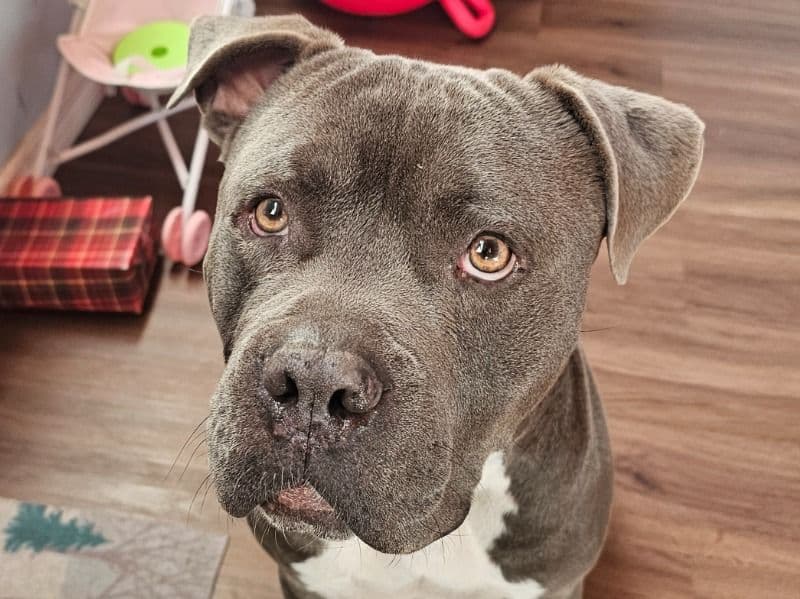 American PitBull Terrier 2 years old male extra large named Deebo for breeding in Lake County, Florida | Petmeetly