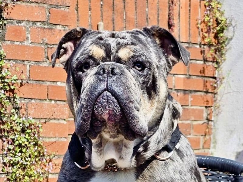 Bruno primary photo
