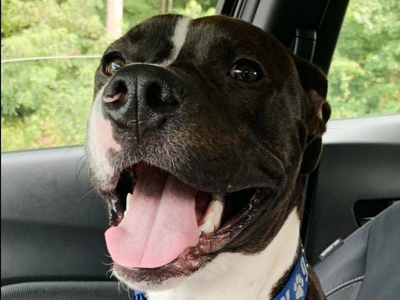 American PitBull Terrier 3 years 1 month old male large named Taco for adoption in Washington, District of Columbia | Petmeetly
