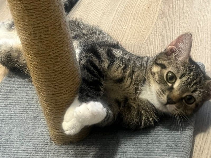 Trippy primary photo