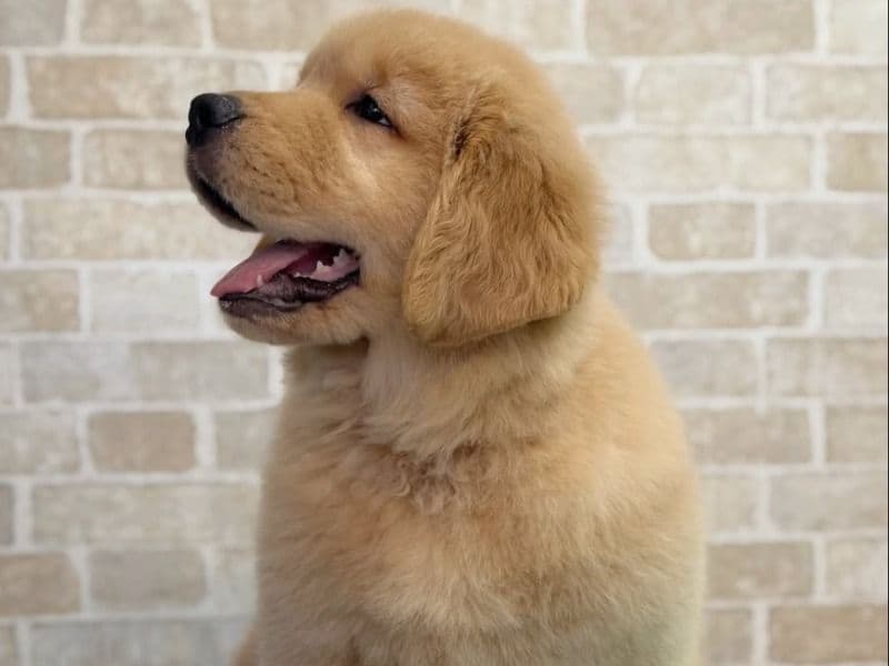 Male And Female Golden Retriever Puppies For Adoption - Golden Retriever | Petmeetly
