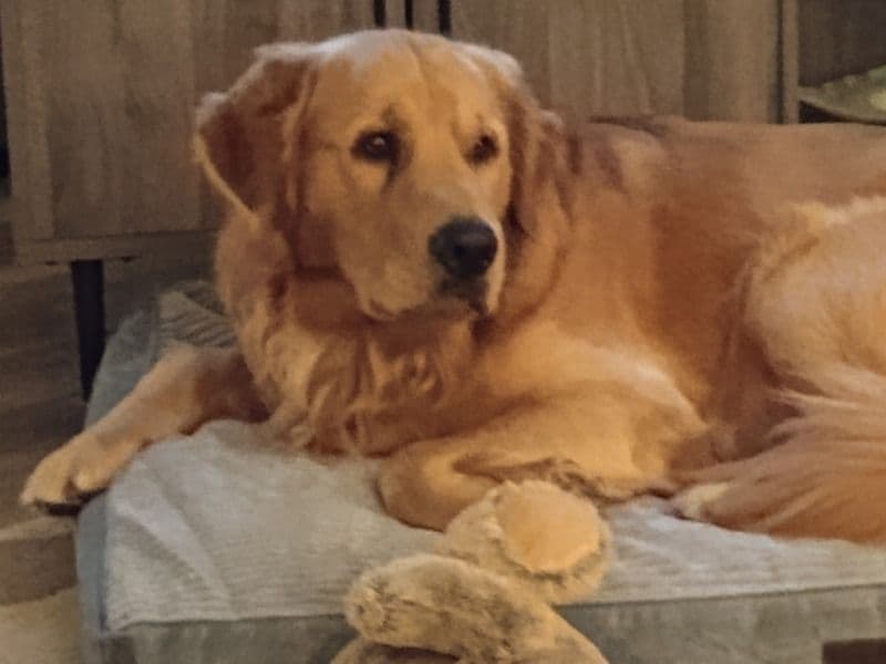 Golden Retriever 2 years 3 months old male large named Oliver for breeding in Surry County, North Carolina | Petmeetly