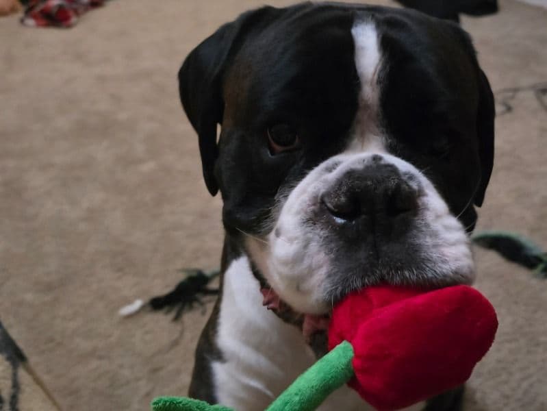 Boxer 5 years 1 month old male extra large named Apollo for breeding in Shorewood, Illinois | Petmeetly