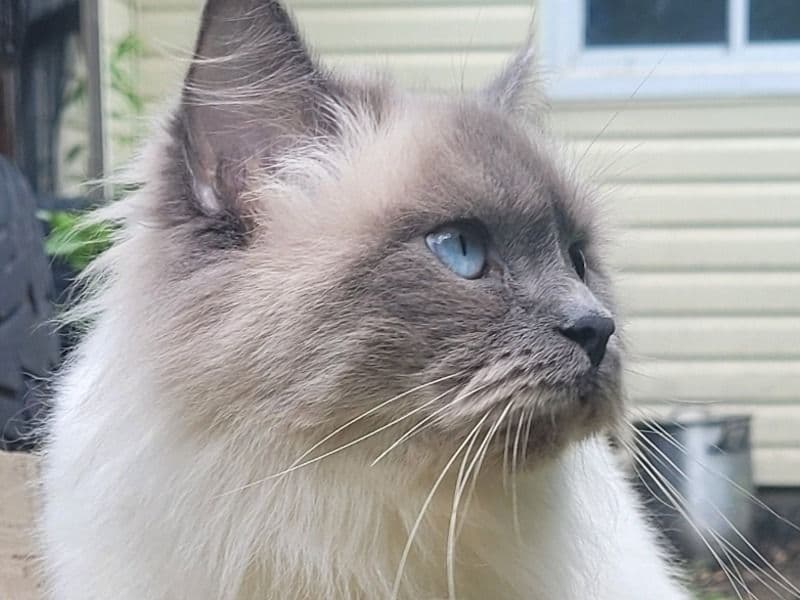 Ragdoll 3 years 8 months old female named Mia for breeding in Simcoe County, Ontario | Petmeetly