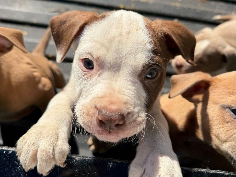 Rednose Pitbull Terrier 1 month old male small named Doesn’t Have A Name Yet for sale in Dallas County, Texas | Petmeetly