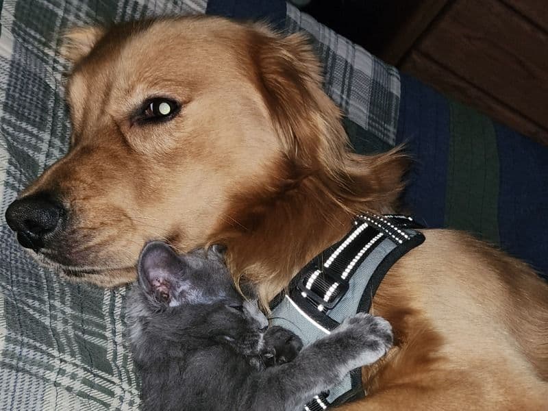 Golden Retriever 2 years 8 months old male large named Sammie for breeding in St. Lucie County, Florida | Petmeetly