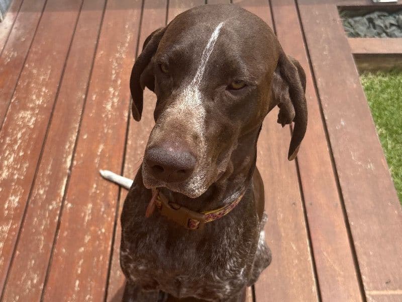 German Shorthaired Pointer 2 years old female medium named Pismo for breeding in Mornington Peninsula Shire, Victoria | Petmeetly