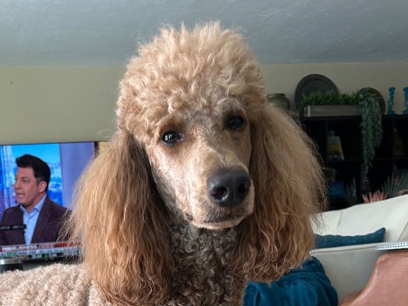 Remy primary photo