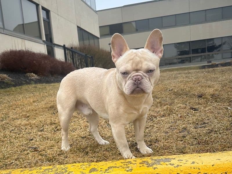 Diesel primary photo
