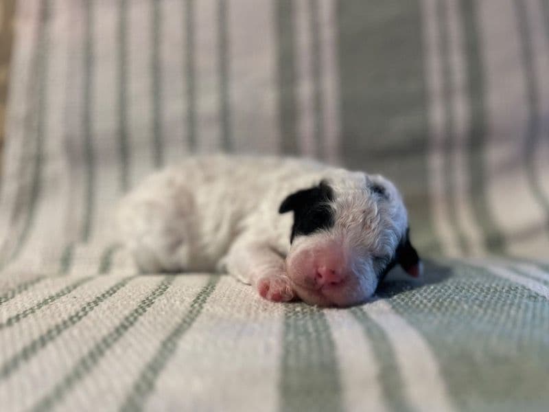 Miniature Poodle Less than 1 month old male small named Blizzard for sale in Clarke County, Mississippi | Petmeetly