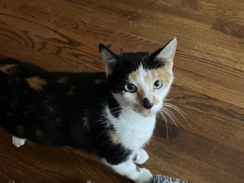 Daisy primary photo