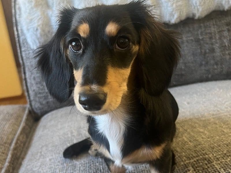 Miniature Dachshund 1 year 8 months old female small named charlii for breeding | Petmeetly