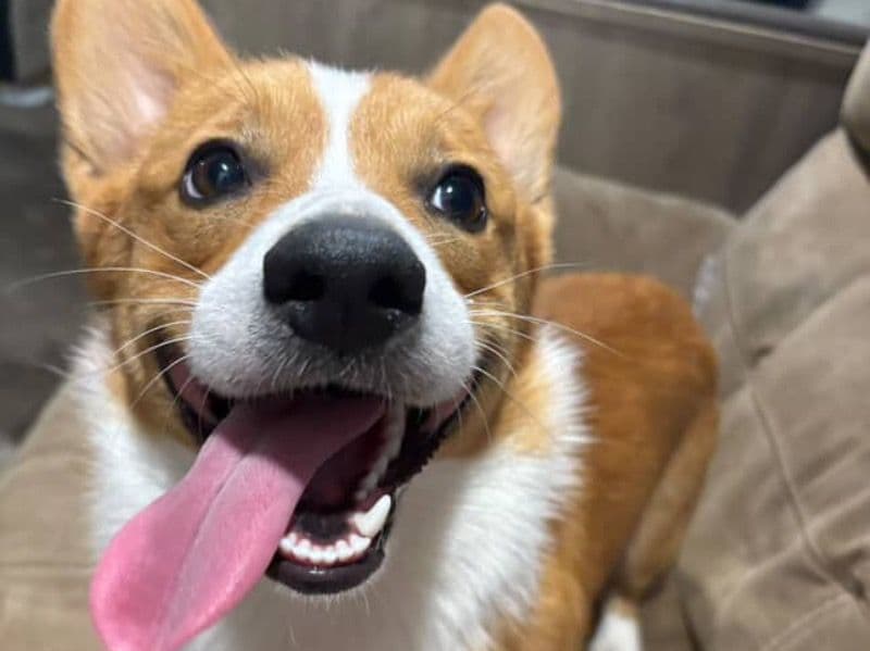 Corgi 1 year 11 months old male medium named Rj for breeding in Rockwall County, Texas | Petmeetly