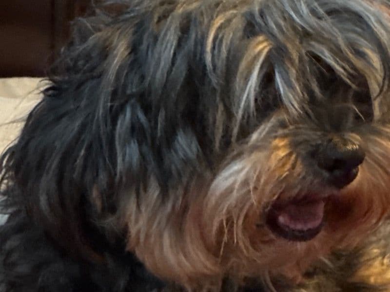 Malshipoo 7 years 4 months old female small named Riley for breeding in Spokane County, Washington | Petmeetly