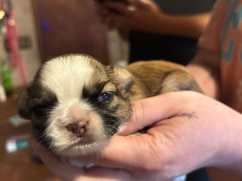Daisy primary photo